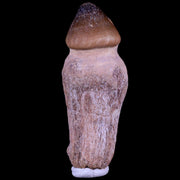 3.1" Globidens Mosasaur Fossil Tooth Root Cretaceous Dinosaur Era COA & Stand
