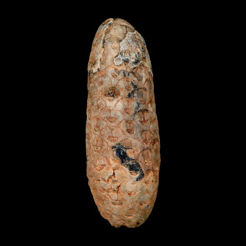 XL 2.2" Fossil Pine Cone Equicalastrobus Replaced By Agate Eocene Age Seeds Fruit