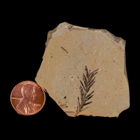 1.1" Detailed Fossil Plant Leafs Metasequoia Dawn Redwood Oligocene Age MT COA
