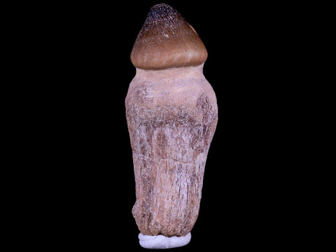 3.1" Globidens Mosasaur Fossil Tooth Root Cretaceous Dinosaur Era COA & Stand - Fossil Age Minerals