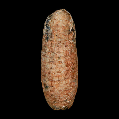 XL 2.2" Fossil Pine Cone Equicalastrobus Replaced By Agate Eocene Age Seeds Fruit