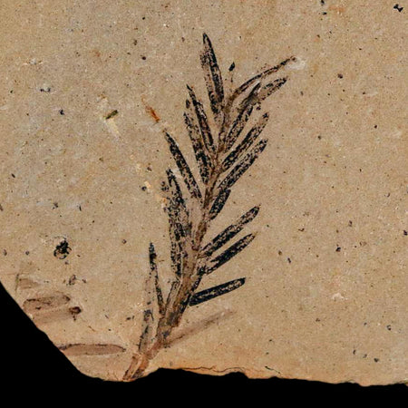 1.1" Detailed Fossil Plant Leafs Metasequoia Dawn Redwood Oligocene Age MT COA