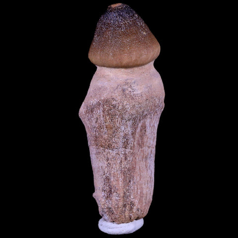 3.1" Globidens Mosasaur Fossil Tooth Root Cretaceous Dinosaur Era COA & Stand - Fossil Age Minerals