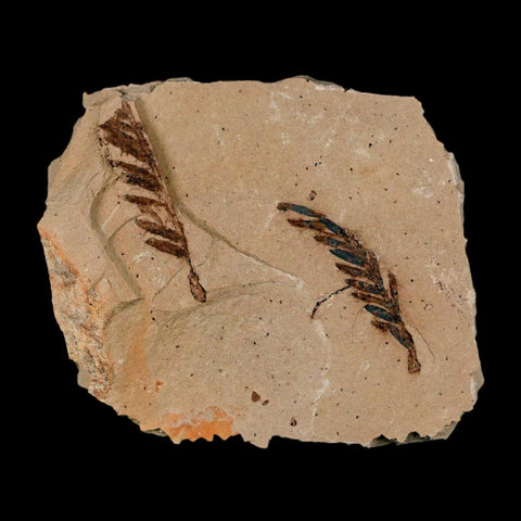 2 Two Detailed Fossil Plant Leafs Metasequoia Dawn Redwood Oligocene Age MT COA