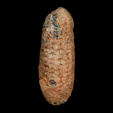 XL 2.2" Fossil Pine Cone Equicalastrobus Replaced By Agate Eocene Age Seeds Fruit