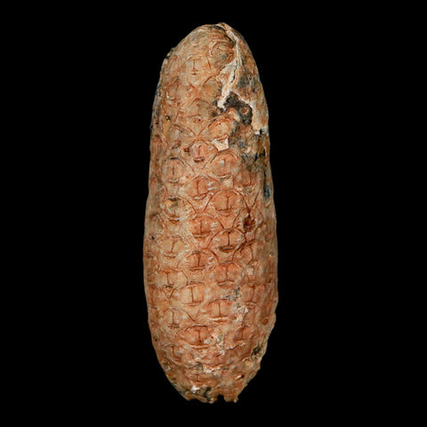 XL 2.2" Fossil Pine Cone Equicalastrobus Replaced By Agate Eocene Age Seeds Fruit