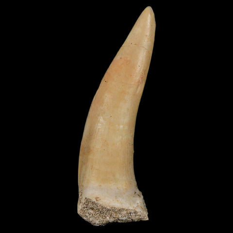 XL 2.2" Saber Toothed Herring Fossil Fang Enchodus Libycus Cretaceous COA Stand - Fossil Age Minerals