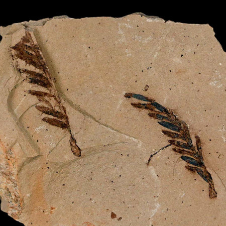 2 Two Detailed Fossil Plant Leafs Metasequoia Dawn Redwood Oligocene Age MT COA