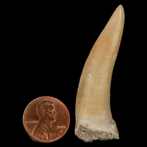 XL 2.2" Saber Toothed Herring Fossil Fang Enchodus Libycus Cretaceous COA Stand - Fossil Age Minerals