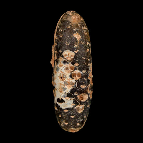 XXL 2.6" Fossil Pine Cone Equicalastrobus Replaced By Agate Eocene Age Seeds Fruit