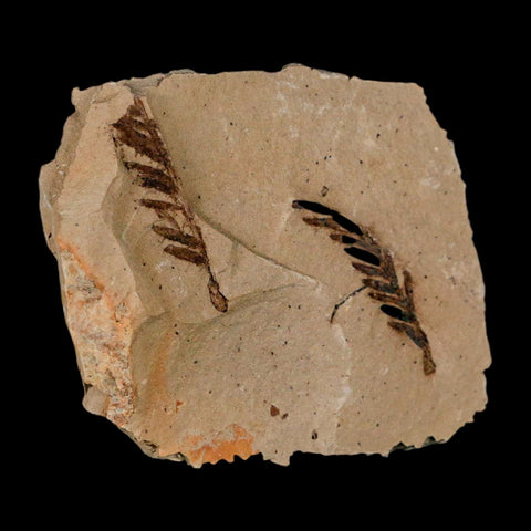 2 Two Detailed Fossil Plant Leafs Metasequoia Dawn Redwood Oligocene Age MT COA