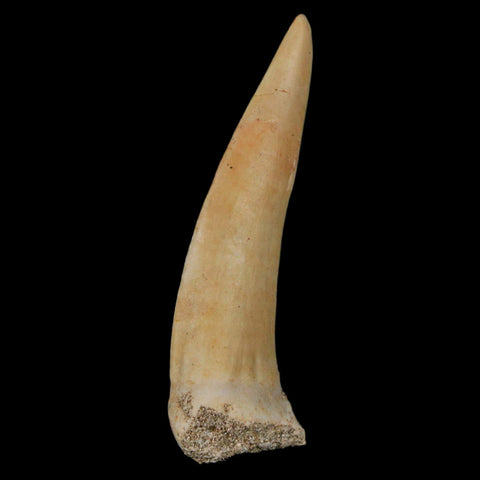 XL 2.2" Saber Toothed Herring Fossil Fang Enchodus Libycus Cretaceous COA Stand - Fossil Age Minerals