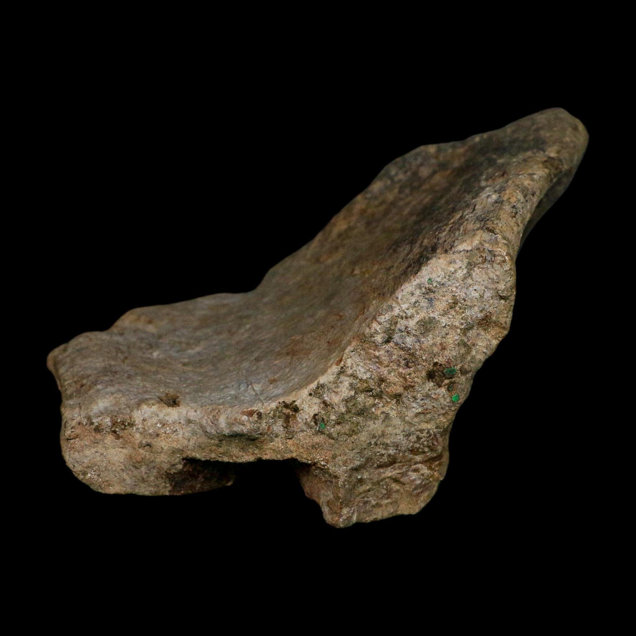 5.1" Maiasaura Hadrosaur Dinosaur Fossil Humerus Bone Two Medicine FM MT COA
