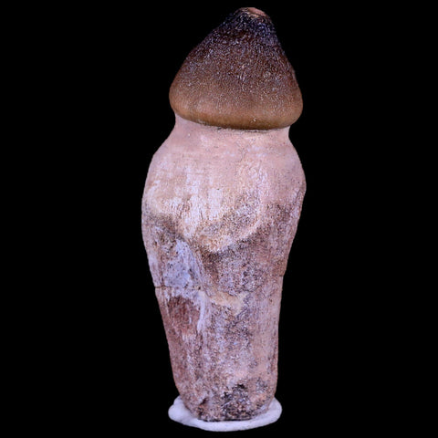 3.1" Globidens Mosasaur Fossil Tooth Root Cretaceous Dinosaur Era COA & Stand - Fossil Age Minerals