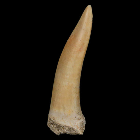 XL 2.2" Saber Toothed Herring Fossil Fang Enchodus Libycus Cretaceous COA Stand - Fossil Age Minerals