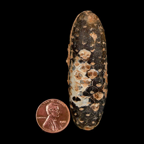 XXL 2.6" Fossil Pine Cone Equicalastrobus Replaced By Agate Eocene Age Seeds Fruit