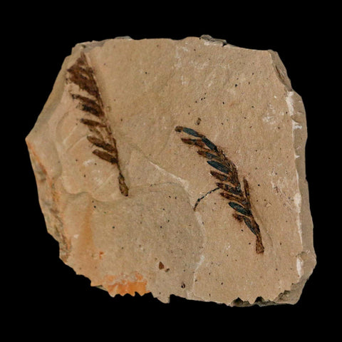 2 Two Detailed Fossil Plant Leafs Metasequoia Dawn Redwood Oligocene Age MT COA