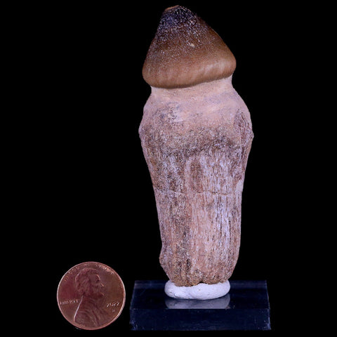 3.1" Globidens Mosasaur Fossil Tooth Root Cretaceous Dinosaur Era COA & Stand - Fossil Age Minerals