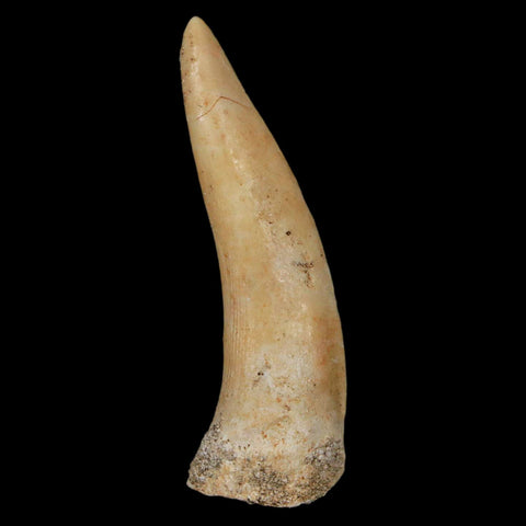 XL 2.2" Saber Toothed Herring Fossil Fang Enchodus Libycus Cretaceous COA Stand - Fossil Age Minerals