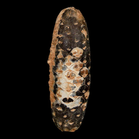 XXL 2.6" Fossil Pine Cone Equicalastrobus Replaced By Agate Eocene Age Seeds Fruit