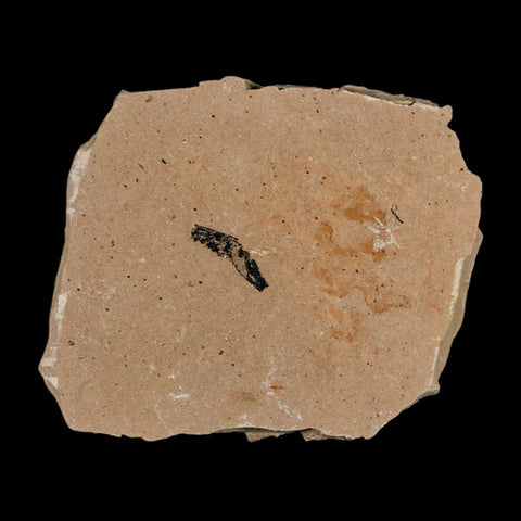 2 Two Detailed Fossil Plant Leafs Metasequoia Dawn Redwood Oligocene Age MT COA