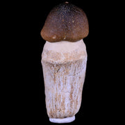 3.1" Globidens Mosasaur Fossil Tooth Root Cretaceous Dinosaur Era COA & Stand