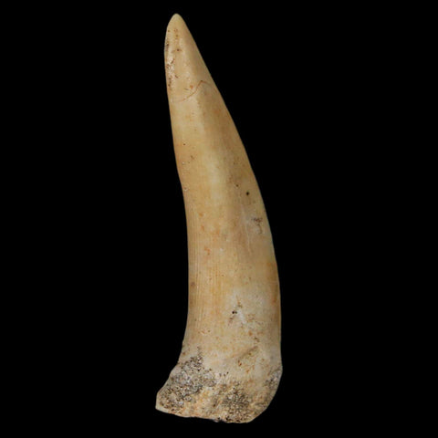 XL 2.2" Saber Toothed Herring Fossil Fang Enchodus Libycus Cretaceous COA Stand - Fossil Age Minerals