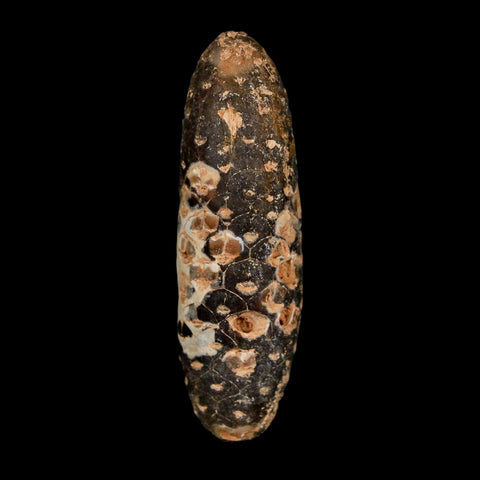 XXL 2.6" Fossil Pine Cone Equicalastrobus Replaced By Agate Eocene Age Seeds Fruit