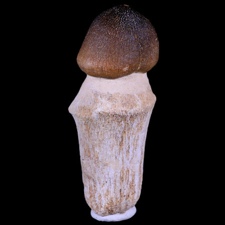 3.1" Globidens Mosasaur Fossil Tooth Root Cretaceous Dinosaur Era COA & Stand