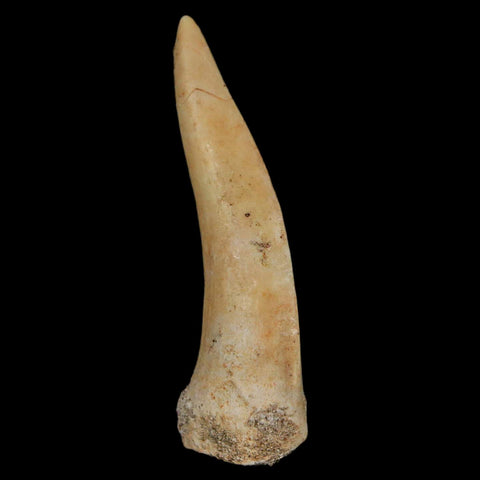 XL 2.2" Saber Toothed Herring Fossil Fang Enchodus Libycus Cretaceous COA Stand - Fossil Age Minerals