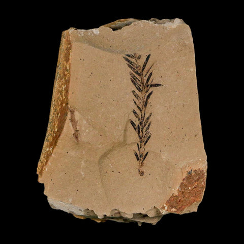 1.3" Detailed Fossil Plant Leafs Metasequoia Dawn Redwood Oligocene Age MT COA