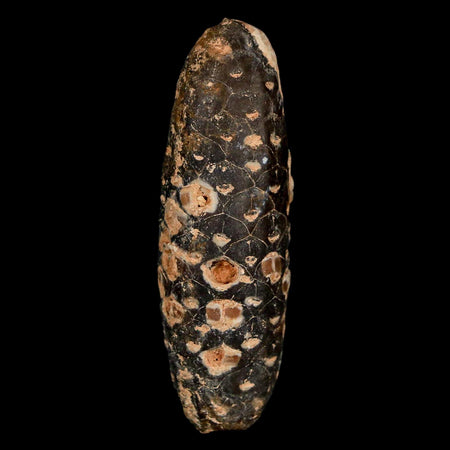 XXL 2.6" Fossil Pine Cone Equicalastrobus Replaced By Agate Eocene Age Seeds Fruit