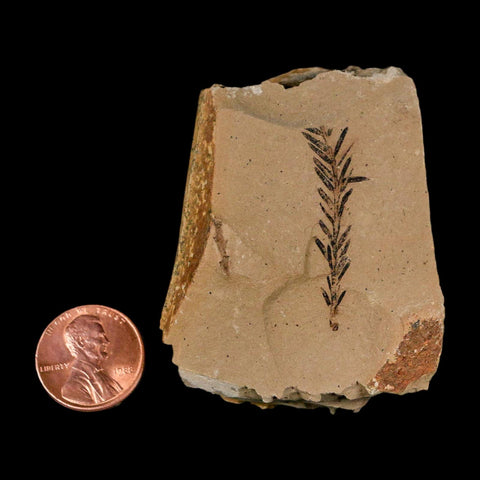 1.3" Detailed Fossil Plant Leafs Metasequoia Dawn Redwood Oligocene Age MT COA
