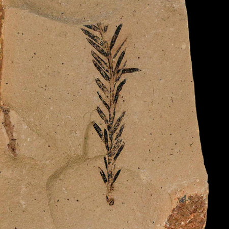1.3" Detailed Fossil Plant Leafs Metasequoia Dawn Redwood Oligocene Age MT COA