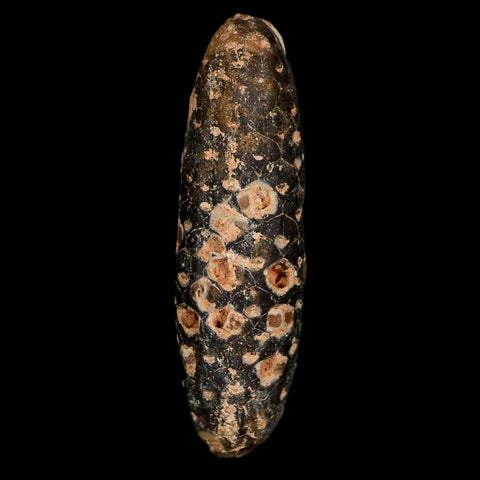 XXL 2.6" Fossil Pine Cone Equicalastrobus Replaced By Agate Eocene Age Seeds Fruit