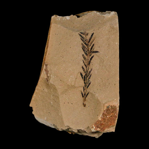 1.3" Detailed Fossil Plant Leafs Metasequoia Dawn Redwood Oligocene Age MT COA