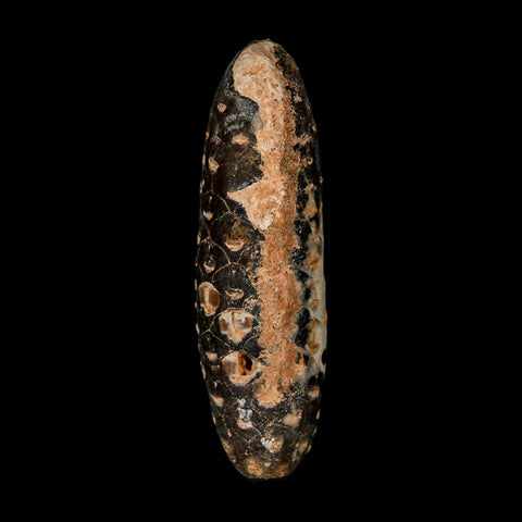 XXL 2.6" Fossil Pine Cone Equicalastrobus Replaced By Agate Eocene Age Seeds Fruit