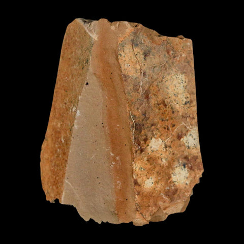 1.3" Detailed Fossil Plant Leafs Metasequoia Dawn Redwood Oligocene Age MT COA