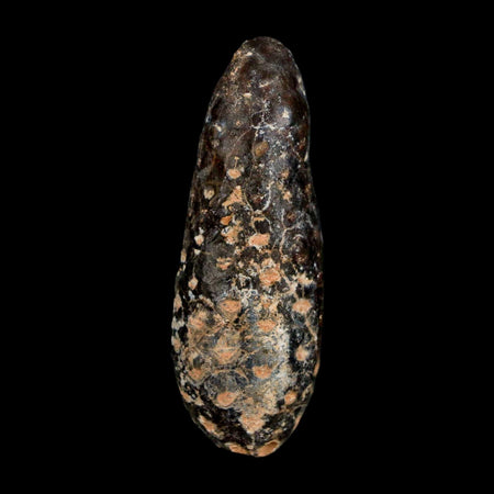 XL 2.2" Fossil Pine Cone Equicalastrobus Replaced By Agate Eocene Age Seeds Fruit