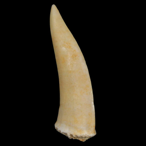XL 2.1" Saber Toothed Herring Fossil Fang Enchodus Libycus Cretaceous COA Stand - Fossil Age Minerals