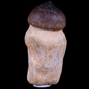 2.8" Globidens Mosasaur Fossil Tooth Root Cretaceous Dinosaur Era COA & Stand