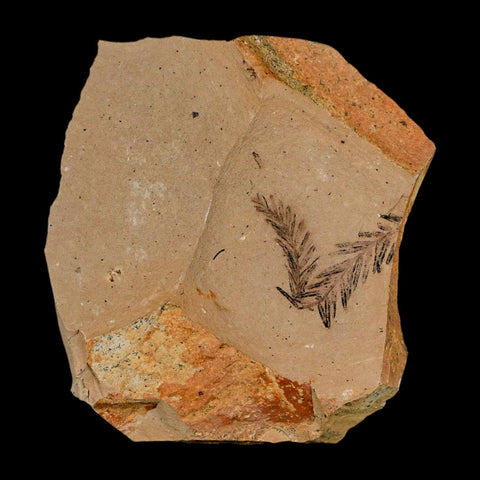 1.1" Detailed Fossil Plant Leafs Metasequoia Dawn Redwood Oligocene Age MT COA