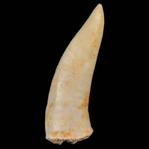 XL 2.1" Saber Toothed Herring Fossil Fang Enchodus Libycus Cretaceous COA Stand - Fossil Age Minerals