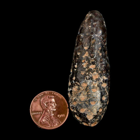 XL 2.2" Fossil Pine Cone Equicalastrobus Replaced By Agate Eocene Age Seeds Fruit