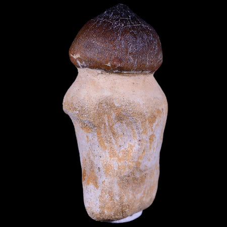 2.8" Globidens Mosasaur Fossil Tooth Root Cretaceous Dinosaur Era COA & Stand