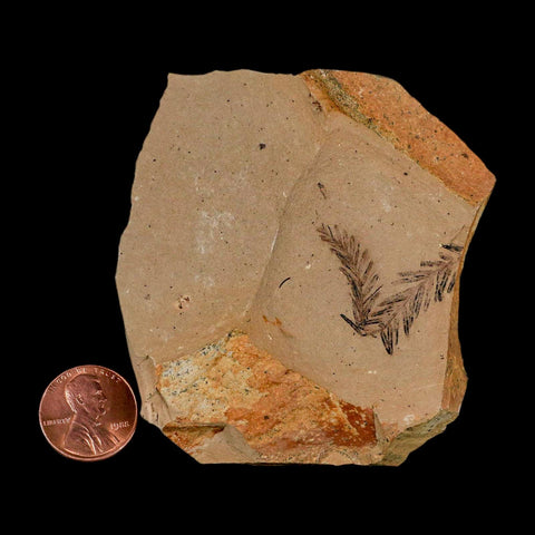 1.1" Detailed Fossil Plant Leafs Metasequoia Dawn Redwood Oligocene Age MT COA