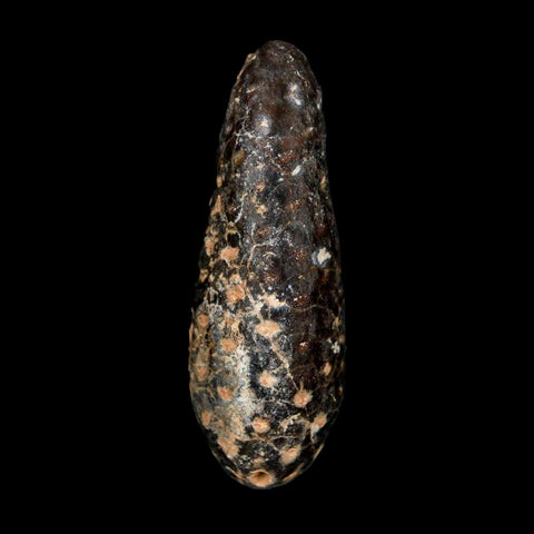 XL 2.2" Fossil Pine Cone Equicalastrobus Replaced By Agate Eocene Age Seeds Fruit