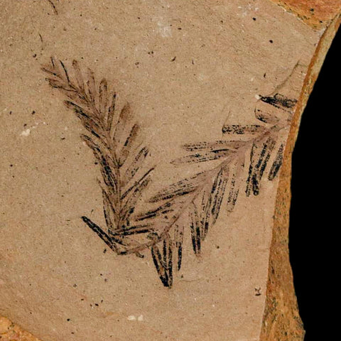 1.1" Detailed Fossil Plant Leafs Metasequoia Dawn Redwood Oligocene Age MT COA
