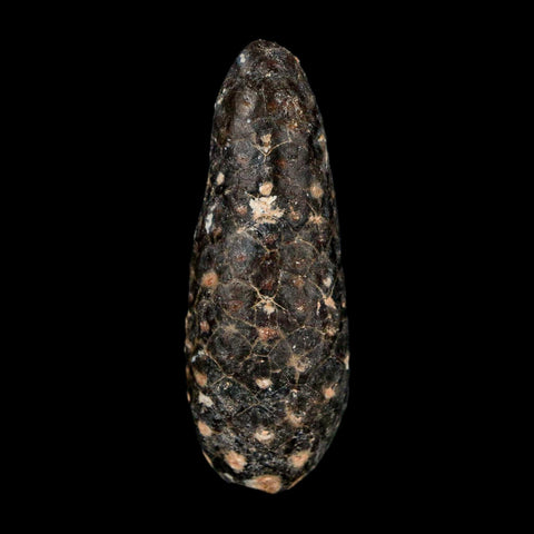 XL 2.2" Fossil Pine Cone Equicalastrobus Replaced By Agate Eocene Age Seeds Fruit