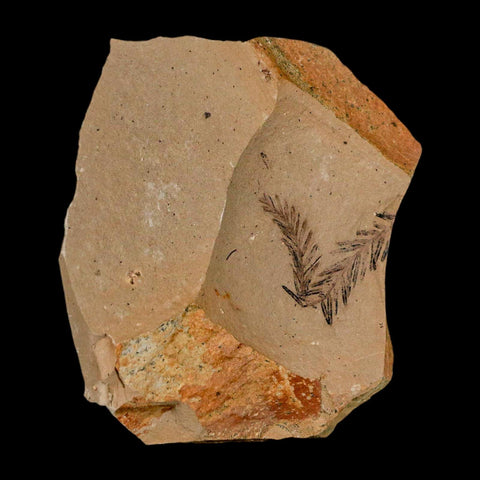 1.1" Detailed Fossil Plant Leafs Metasequoia Dawn Redwood Oligocene Age MT COA